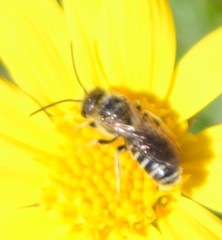 Halictus ligatus