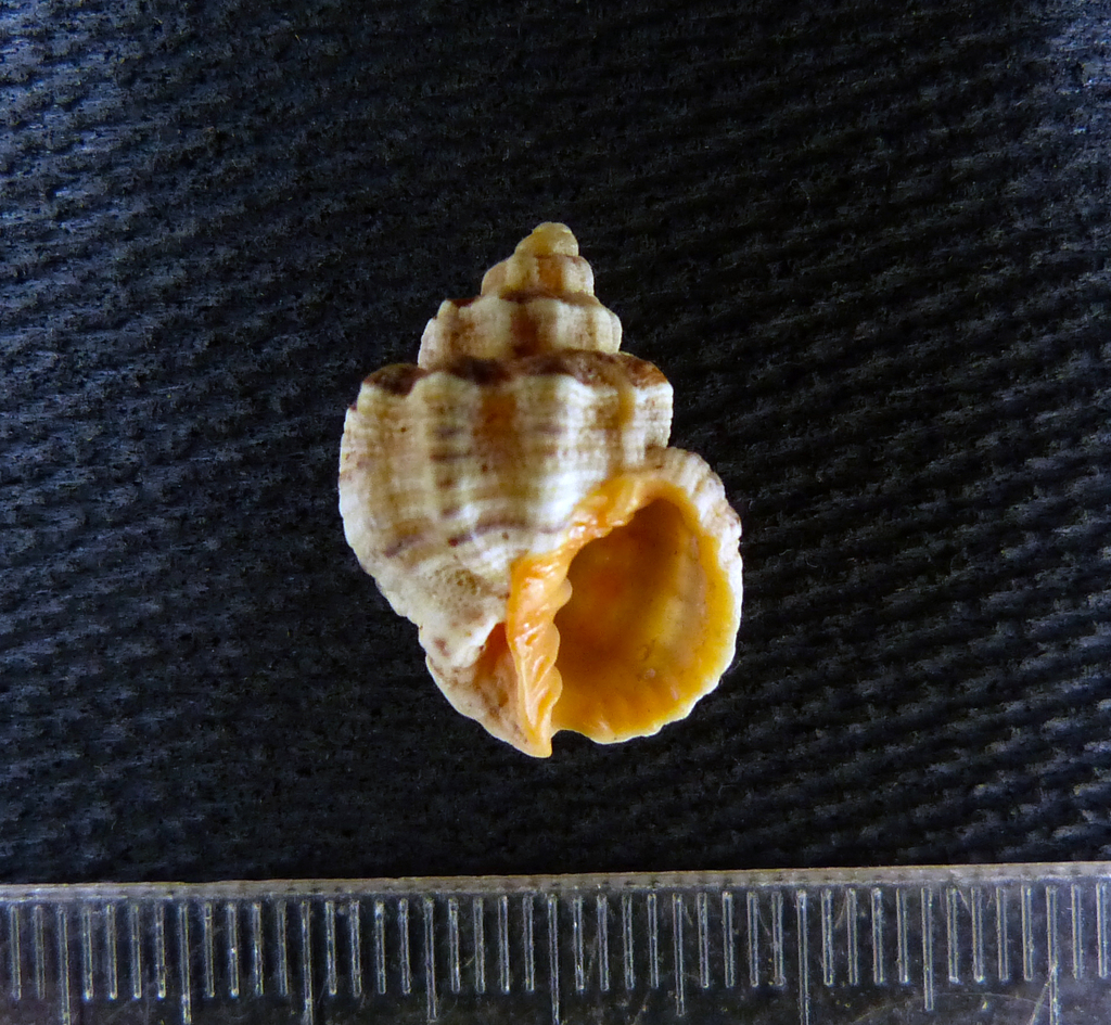 Bivetopsia