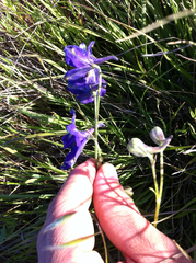 Delphinium variegatum variegatum