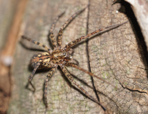 Charcoal Spider
