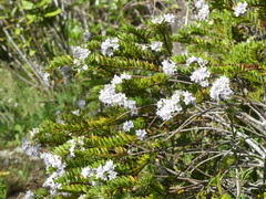 Veronica diosmifolia