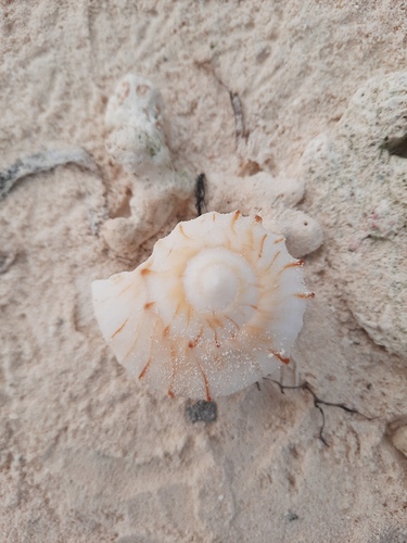 Busycoarctum coarctatum observed 2023-04-29