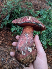 Rubroboletus pulcherrimus