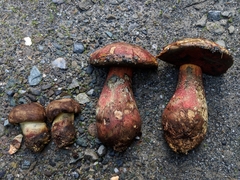 Caloboletus rubripes