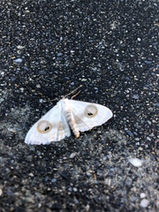 Problepsis conjunctiva