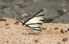 Graphium agetes