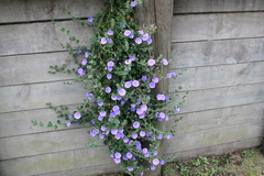 Convolvulus sabatius