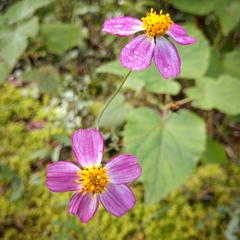 Bidens schaffneri