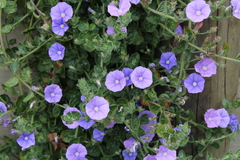 Convolvulus sabatius