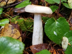 Lactarius pallescens