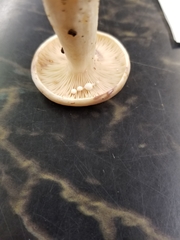 Lactarius pallescens