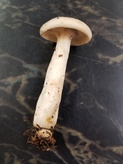 Lactarius pallescens