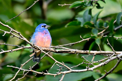 Passerina rositae