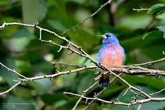 Passerina rositae