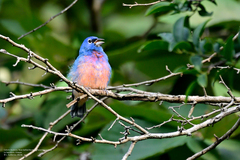 Passerina rositae