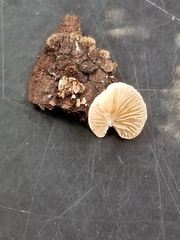 Crepidotus epibryus