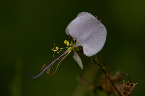 Aneilema hockii image