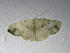 Aeolochroma quadrilinea