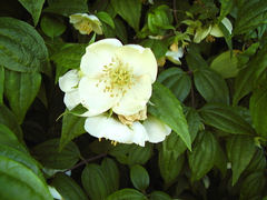 Philadelphus mexicanus