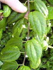 Philadelphus mexicanus