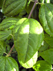 Philadelphus mexicanus