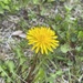 Common Dandelion - Photo (c) nonbinarybat, some rights reserved (CC BY-NC)