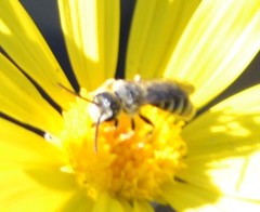Halictus ligatus
