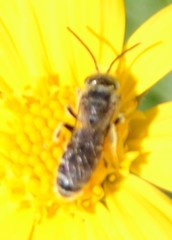 Halictus ligatus