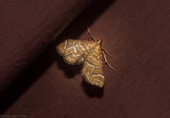 Musotima ochropteralis