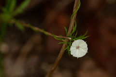 Ipomoea coptica image