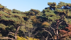 Pinus densiflora