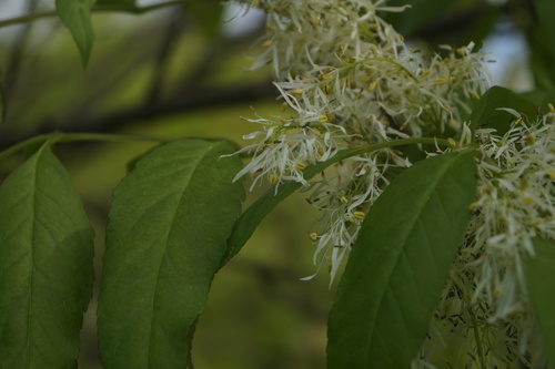 Fraxinus ornus
