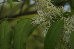 Fraxinus ornus