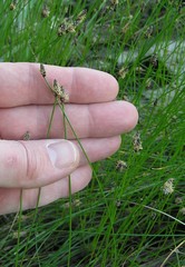 Eleocharis montevidensis
