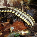 Nyssodesmus python - Photo (c) Paul Morris, algunos derechos reservados (CC BY-SA)