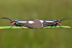 Ctenucha ruficeps