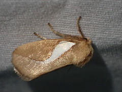 Prolimacodes trigona