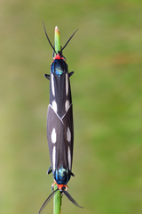 Ctenucha ruficeps
