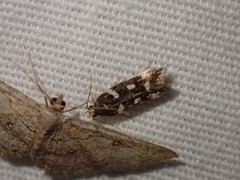 Filatima arizonella