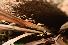 Paranaemia vittigera