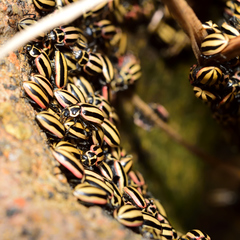 Paranaemia vittigera