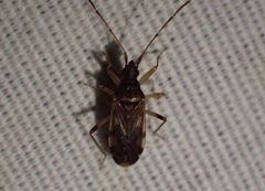 Ozophora salsaverdeae
