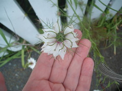 Nigella damascena
