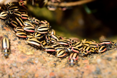 Paranaemia vittigera