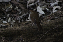Catharus occidentalis