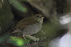 Catharus occidentalis