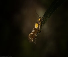 Epithymema helias