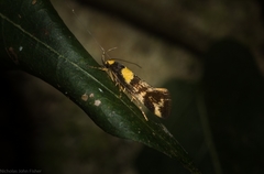 Epithymema helias