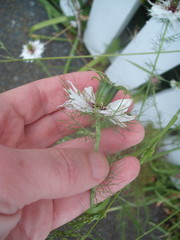 Nigella damascena