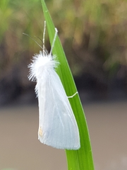 Rupela albinella